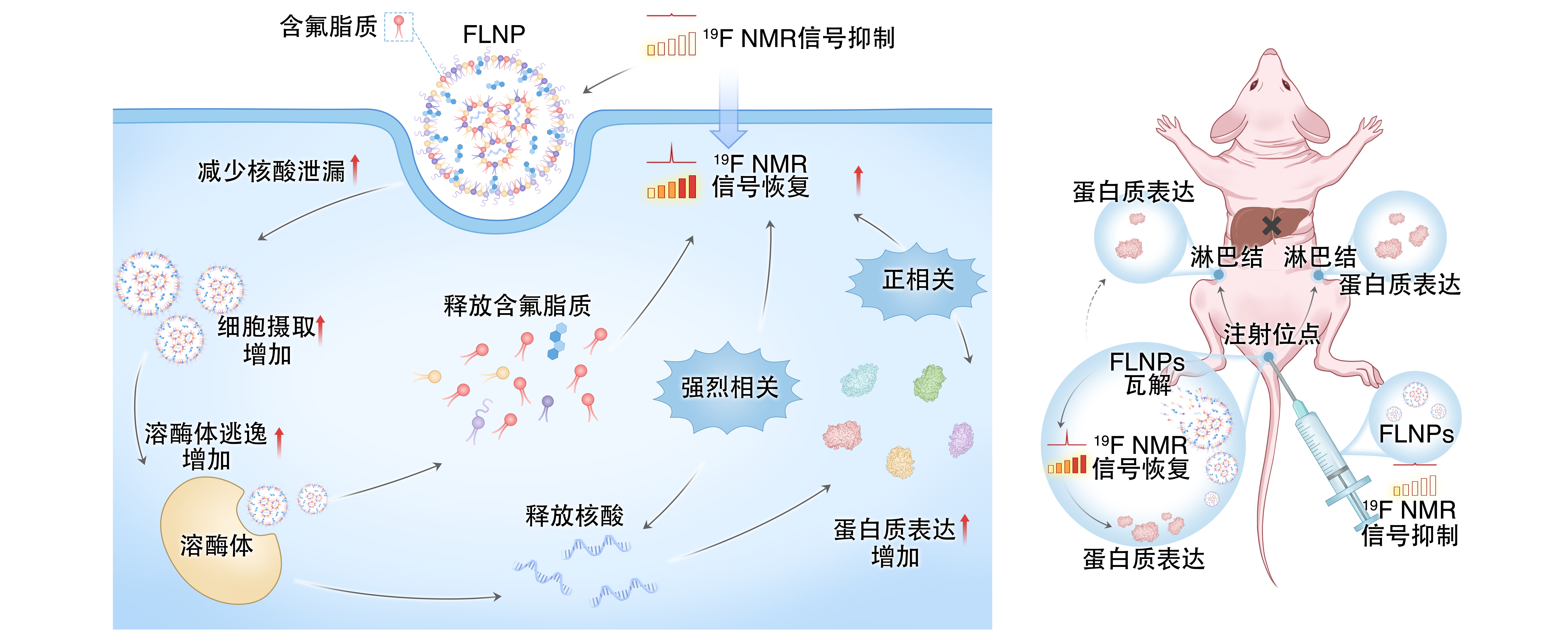 让 mRNA 在体内“看得见” 凯发K8在mRNA疫苗递送研究方面取得重要进展